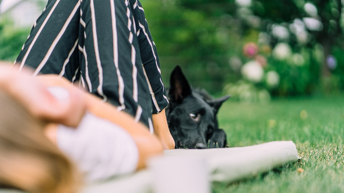 The Art of Pet Photography