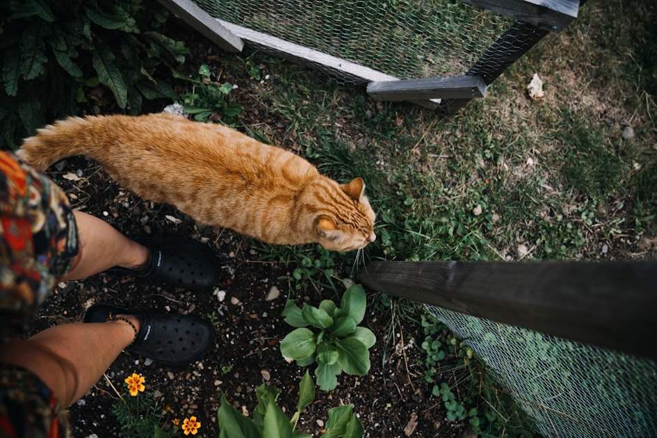 Pet-Friendly Gardening Tips