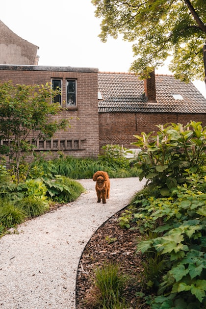 Capturing Garden Moments